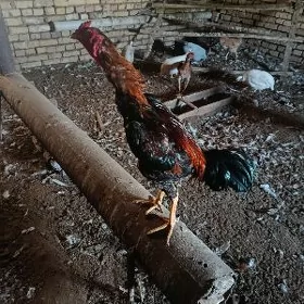 horaz