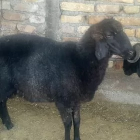 goýun we geçiler