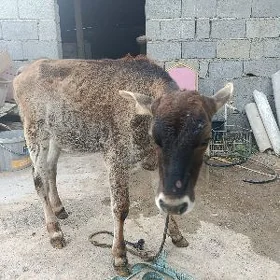 Göle