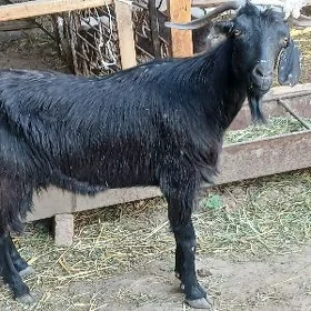 Geci