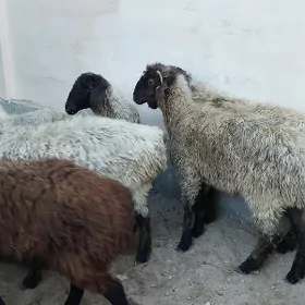 Gurbanlyk goç