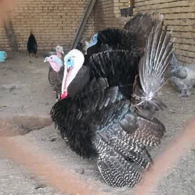 Erkek İnduk