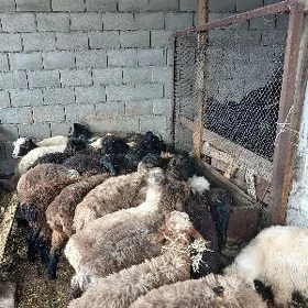 Yaş işşek goyun geçi