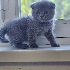 вислоухие шотланцы