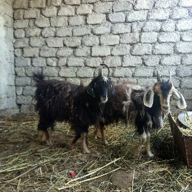 geçi