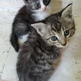Котята