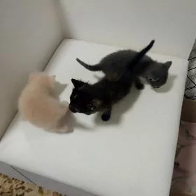 маленькие котики