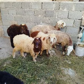 geçi goýun tokly ki