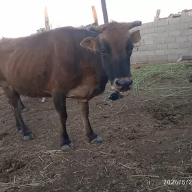 satlyk gysyr sygyr