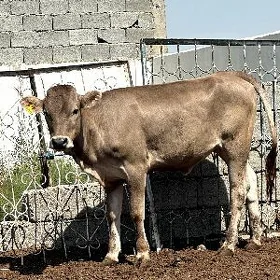 ARASSA AK  ŞIVES TÜWE