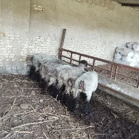 işşek öweç goyun