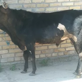 Baklyk öküz