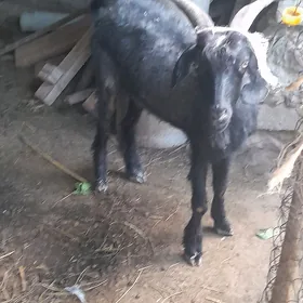 geçi.