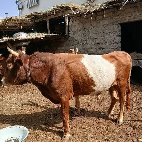 Öküz