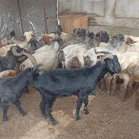 işşek goyun Erkeç garakoli mal