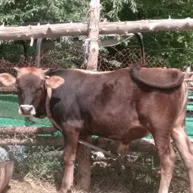 Öküzçe