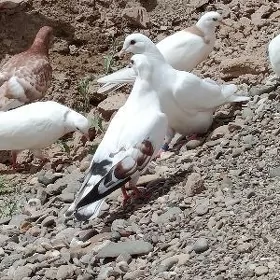 kepderi