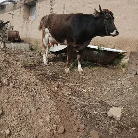 Sygyr
