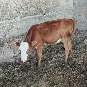 göle