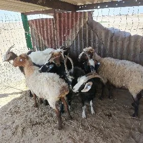 geçi goýun