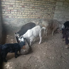 GEÇI OWLAKLY