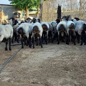 Gurbanlyk mallary