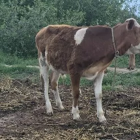 Okuzce metis