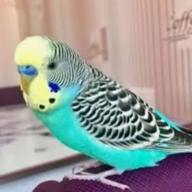 gus ve setklar