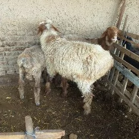 Goç