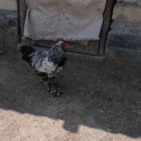 Brama towuk