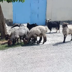 IŞŞEK