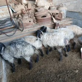 Goyun Işşek