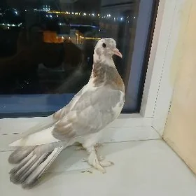 kepderi