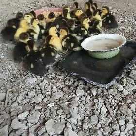 Indutga jüje ördek induk towuk