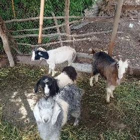 serkeler ve geçi