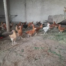 juyje
