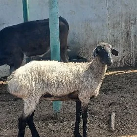 BAKYMDA DURAN IŞŞEKLER