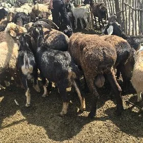 Goyunlar - Geciler