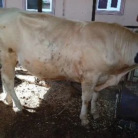 4 sany öküz 4 sany öküz