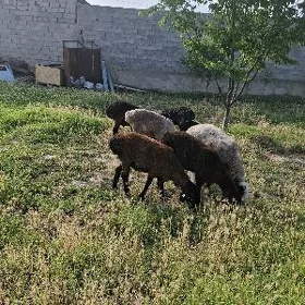 işek semiz