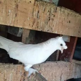 kepderi