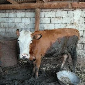 Sygyr simental