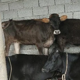 tuwe şives arras ozi