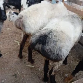 dog erkec, owec