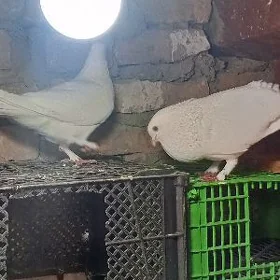 сапошка