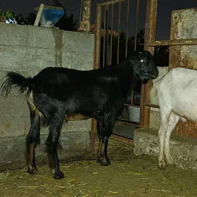 TEKE KELEK HOWURLIK