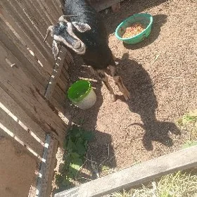 geci
