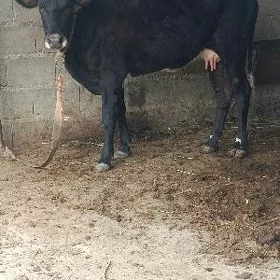 göleli sygyr