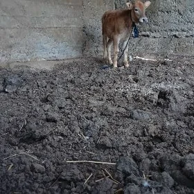 tüwe