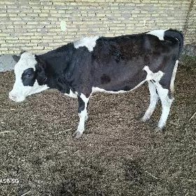 Simental
